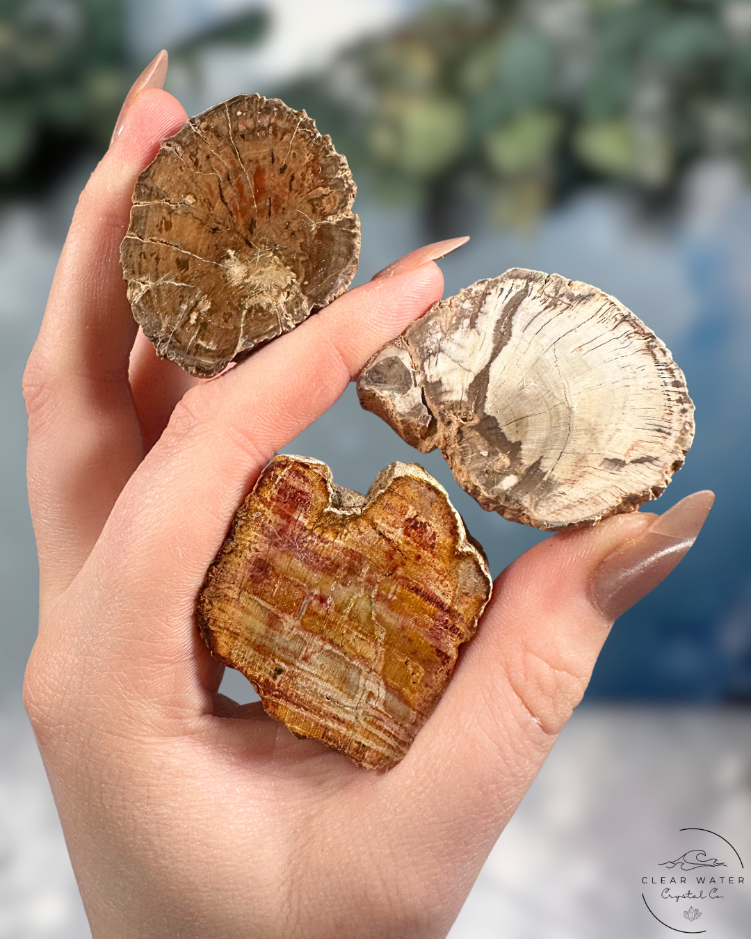 Petrified Wood Slabs: Preserved History