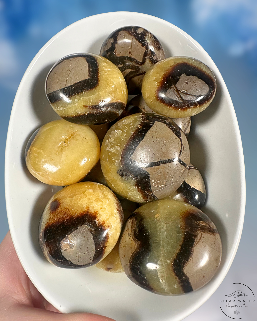 Septarian Palmstone: Dragon's Egg
