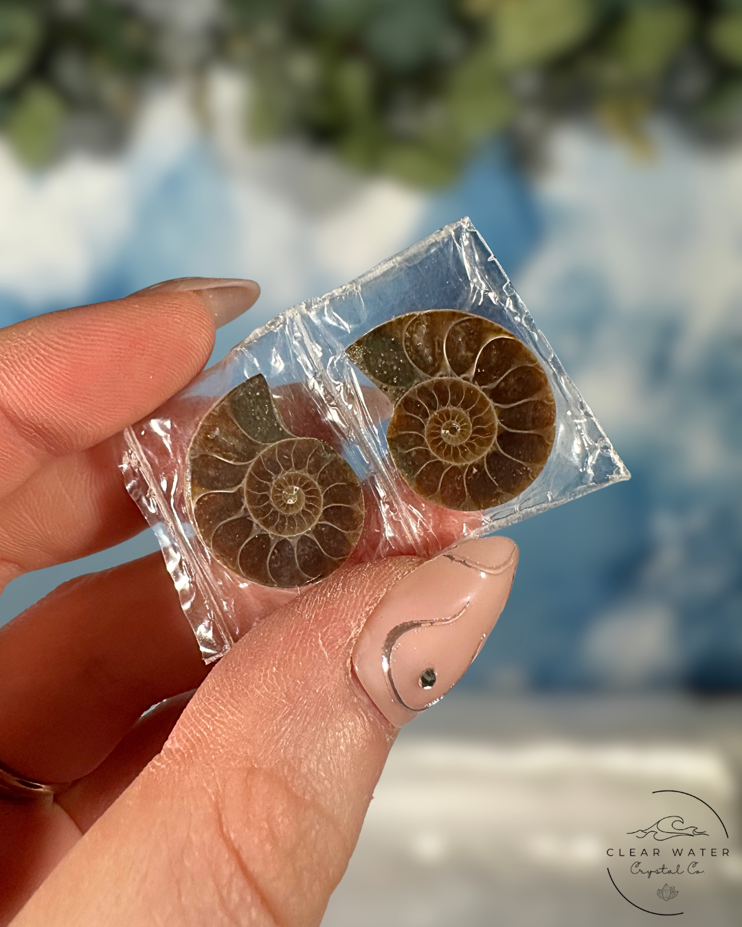 Ammonite Pairs: Ancient Echoes
