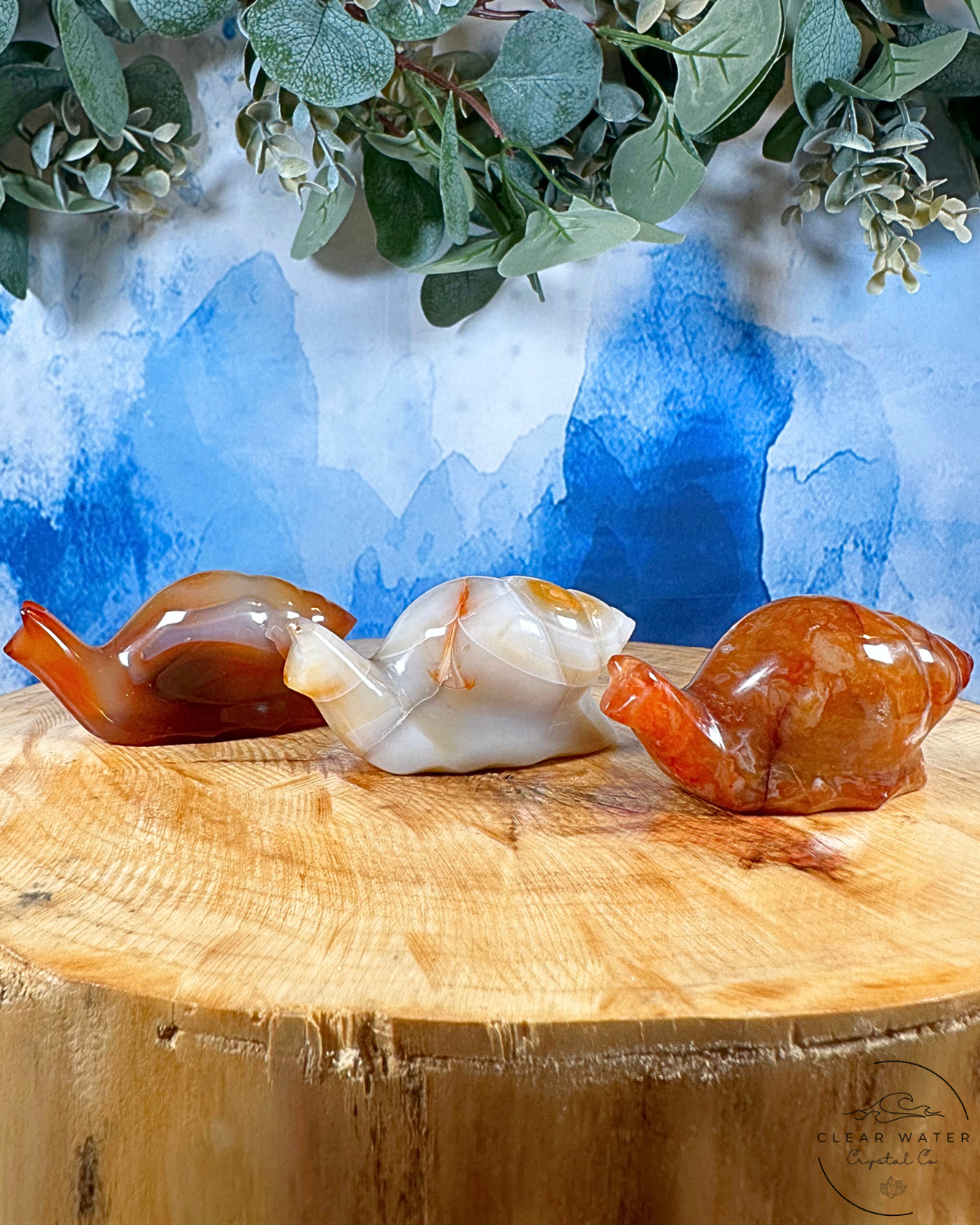 Indonesian Carnelian Snail – The Ember Whirl