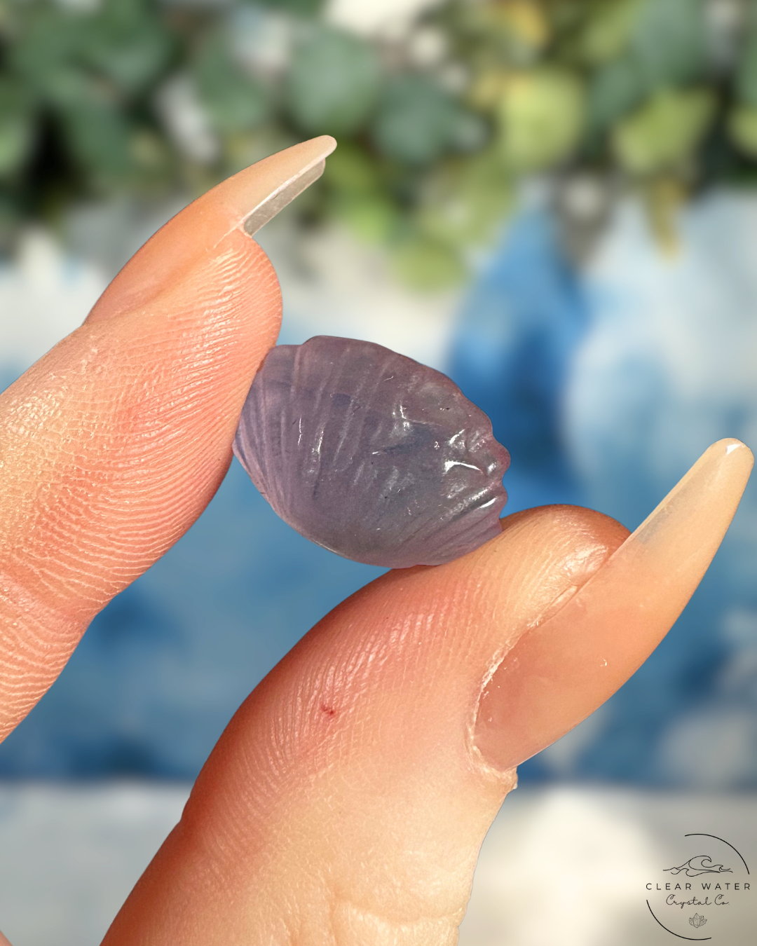Fluorite Shell: Seashore Serenity