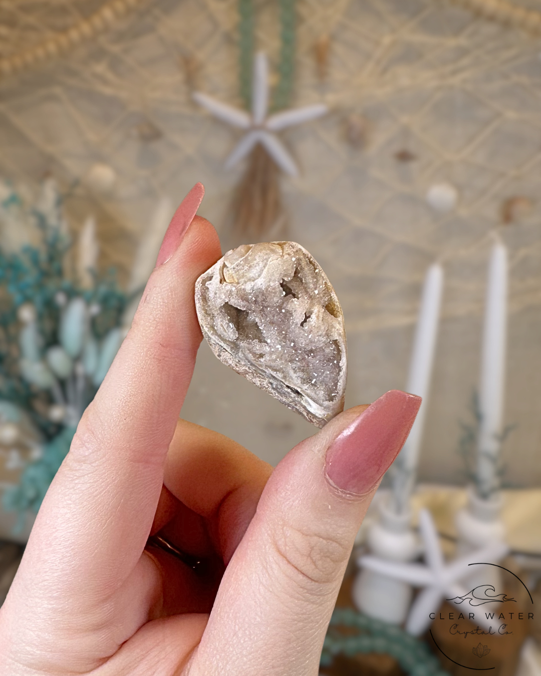 Agatized Shell Fossil- India