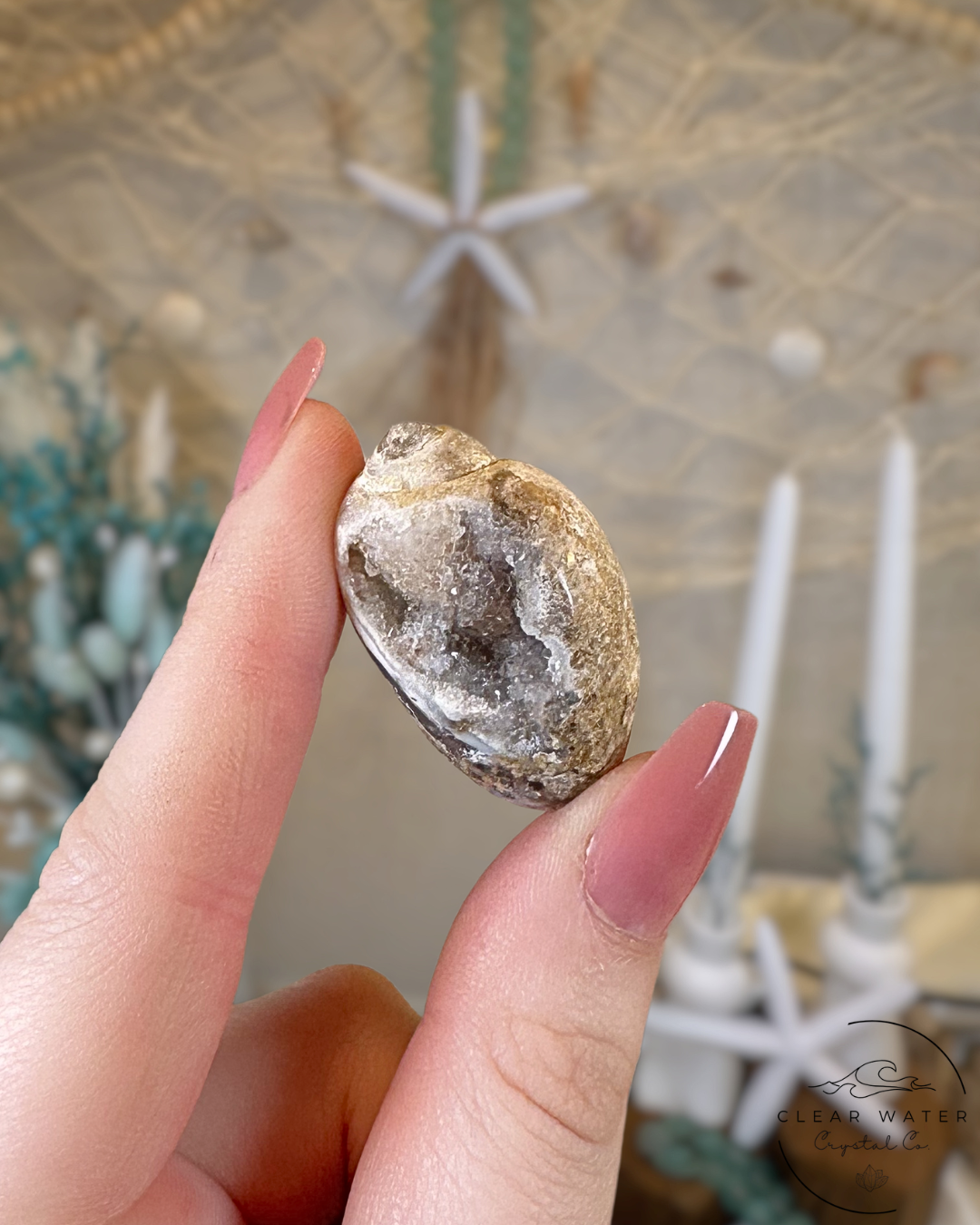Agatized Shell Fossil- India
