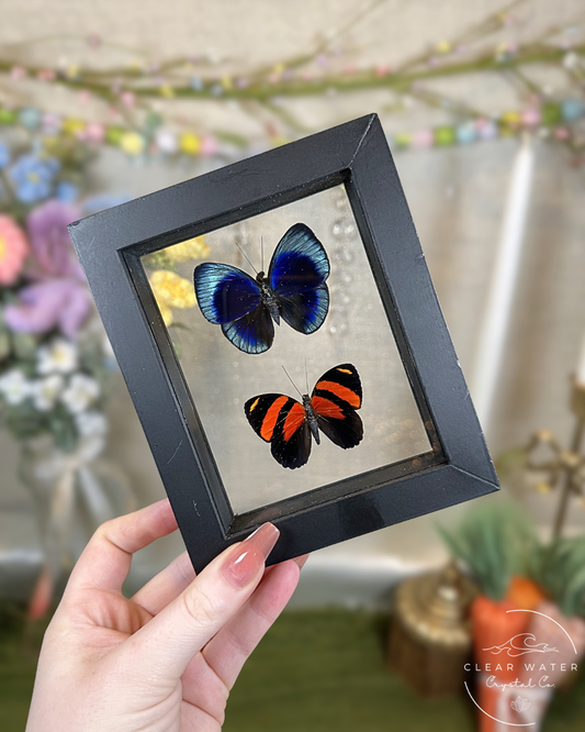 Butterfly Shadow Boxes – Peru