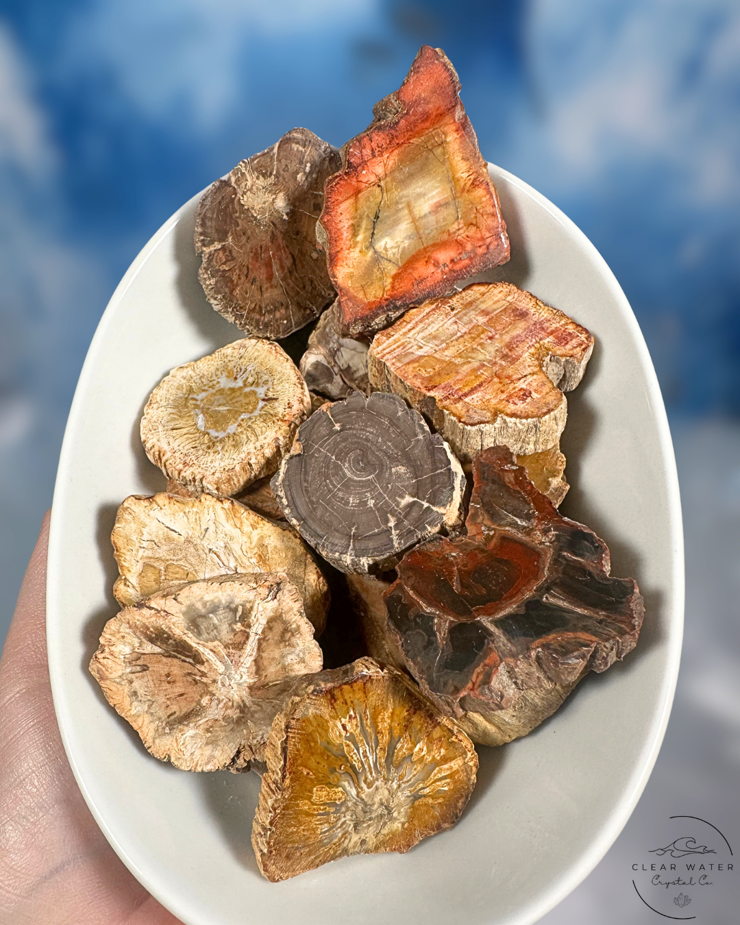 Petrified Wood Slabs: Preserved History