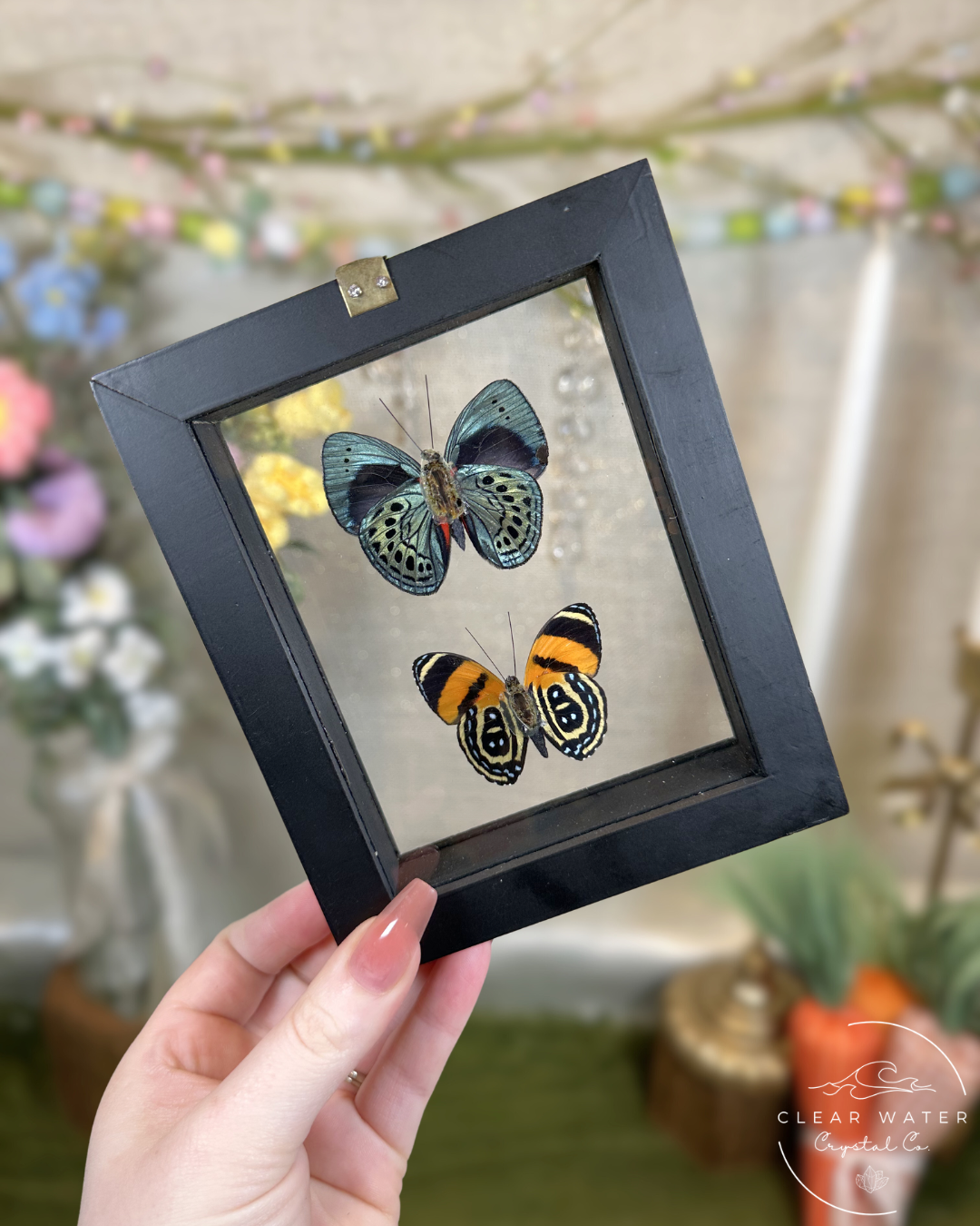 Butterfly Shadow Boxes – Peru
