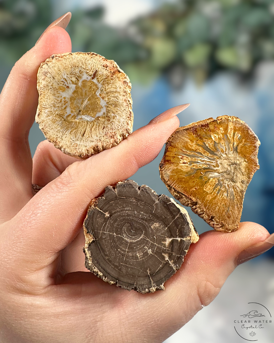 Petrified Wood Slabs: Preserved History