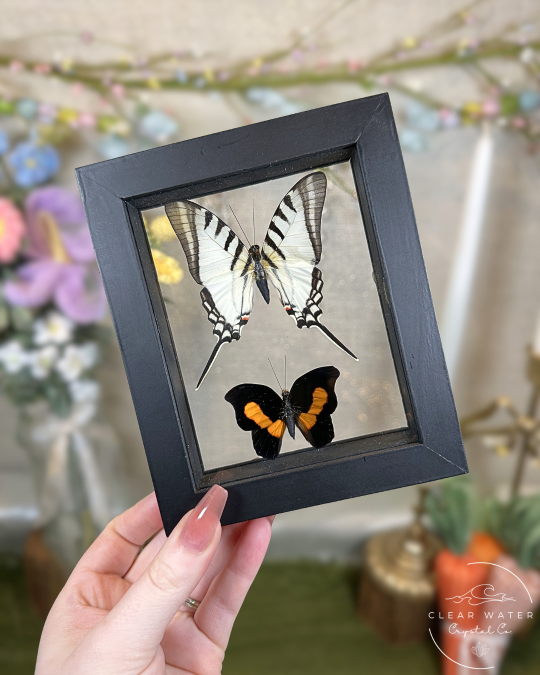 Butterfly Shadow Boxes – Peru