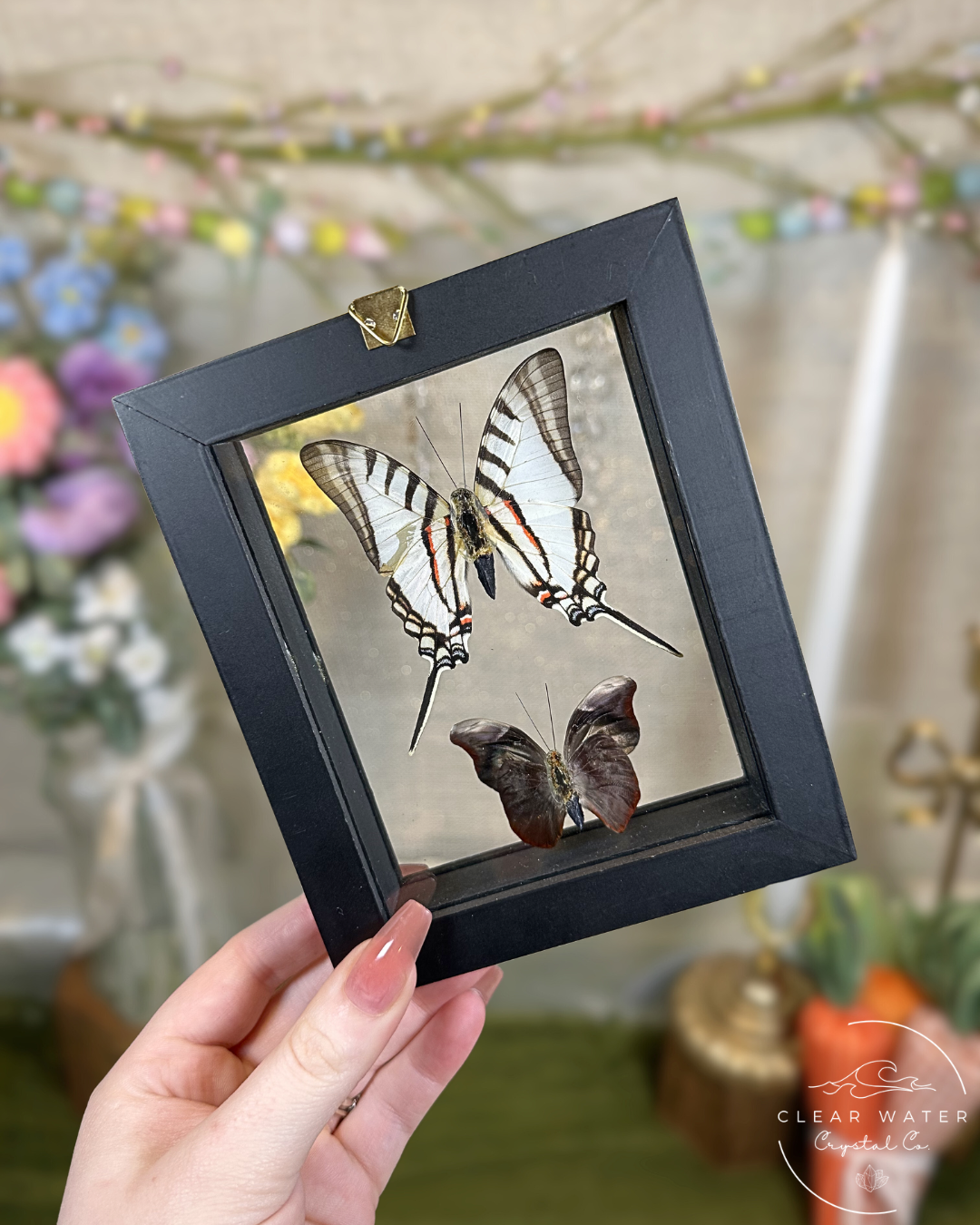 Butterfly Shadow Boxes – Peru