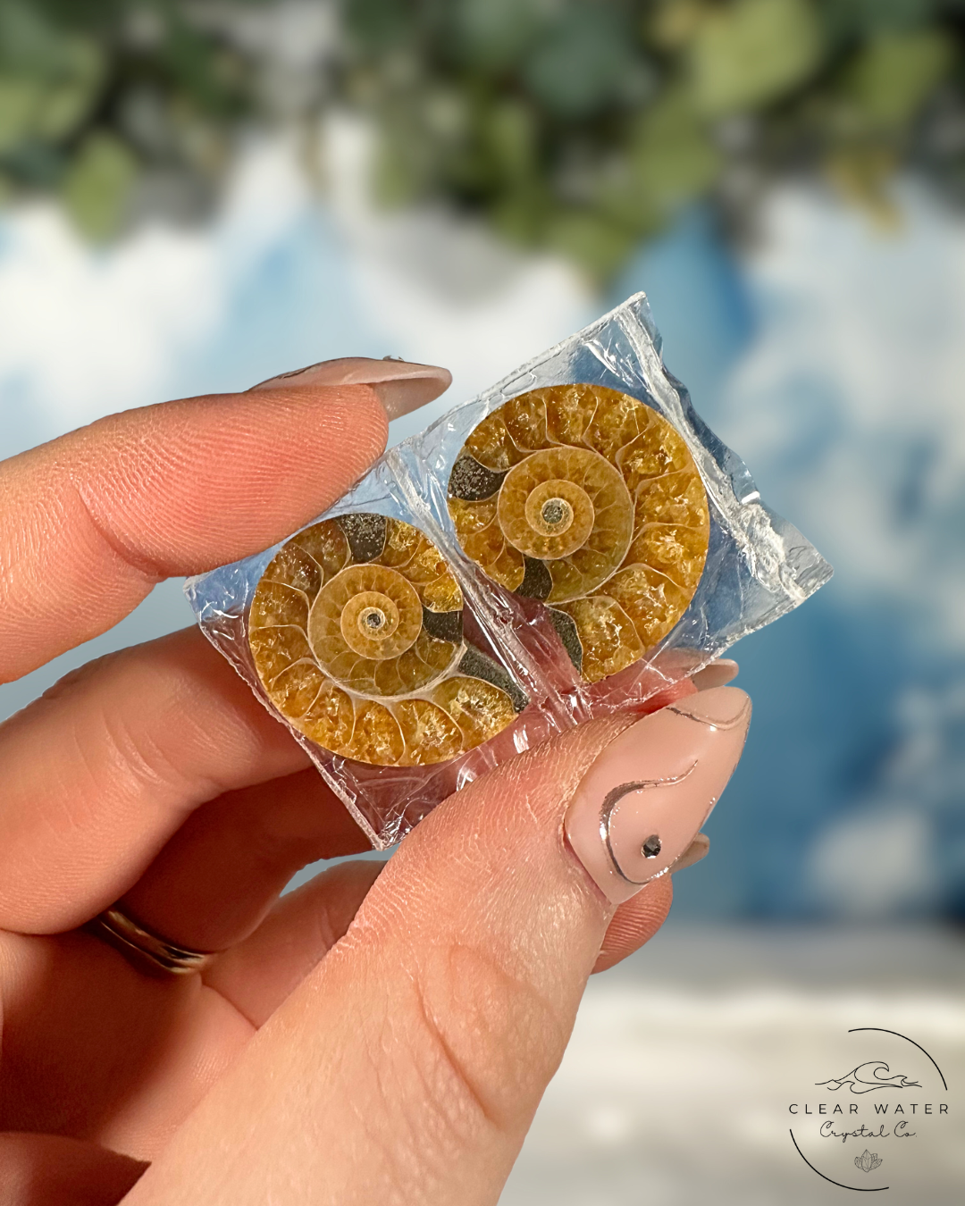 Ammonite Pairs: Ancient Echoes