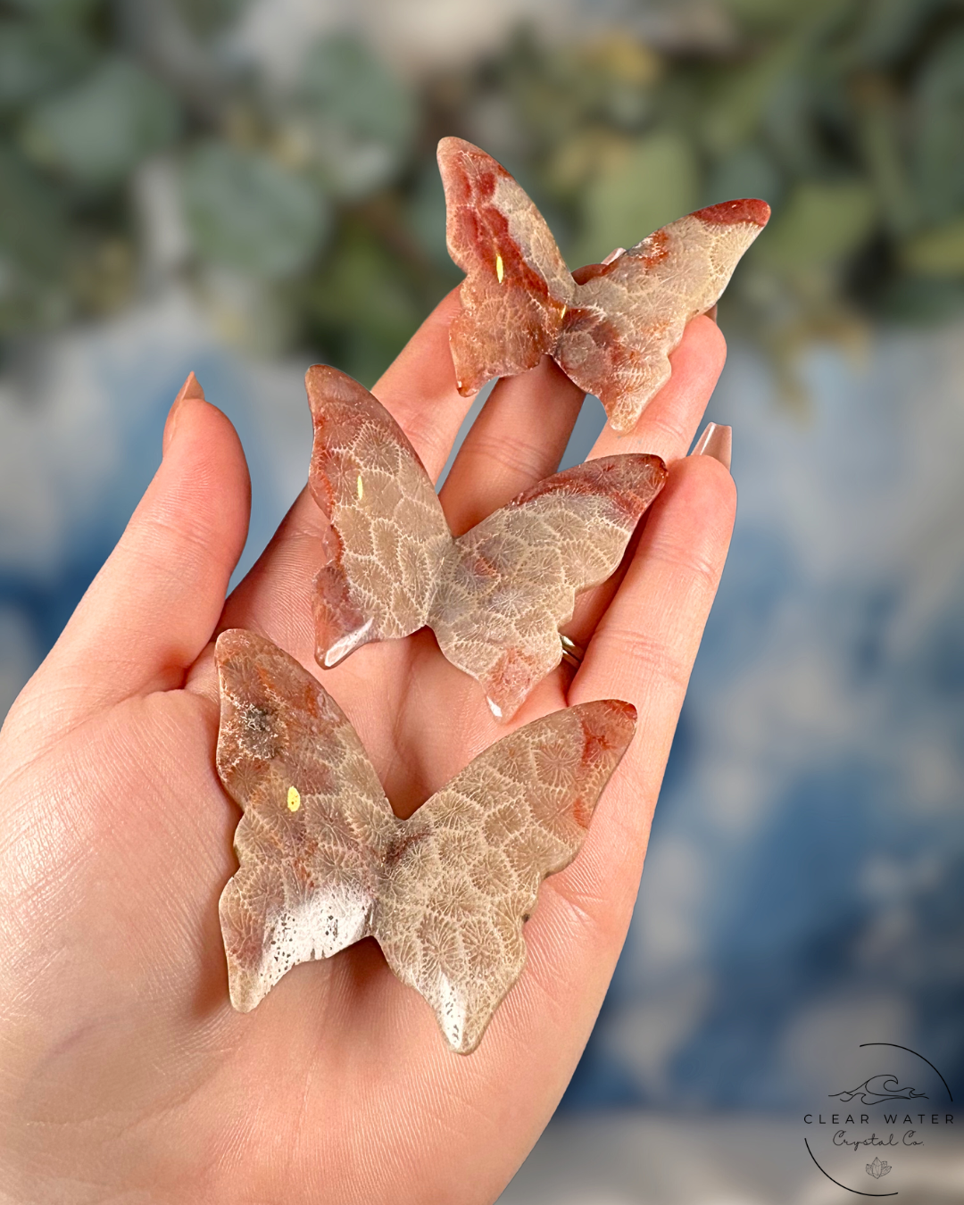 Indonesian Pink Coral Butterfly – The Dawn Dancer