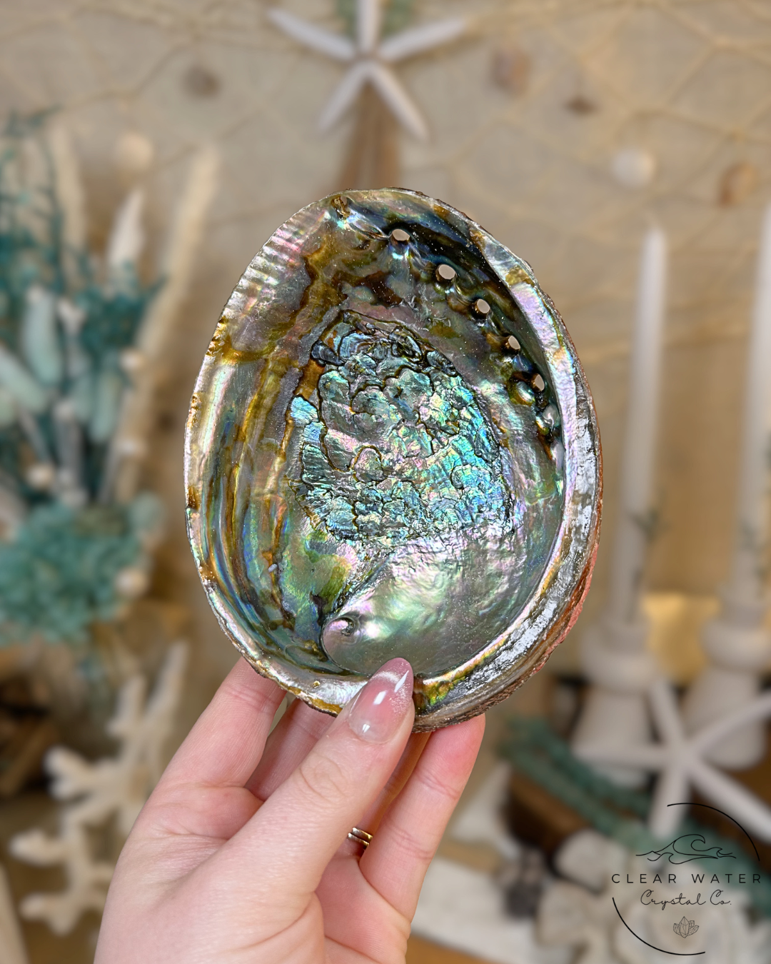 Large Abalone Shells – Mexico