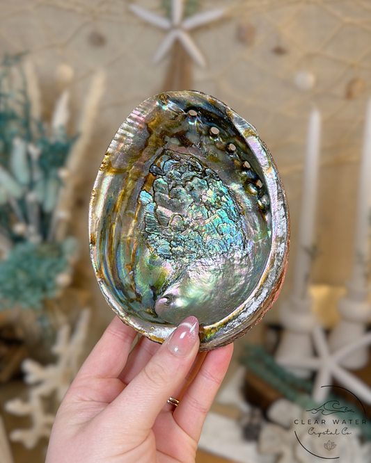 Large Abalone Shells – Mexico