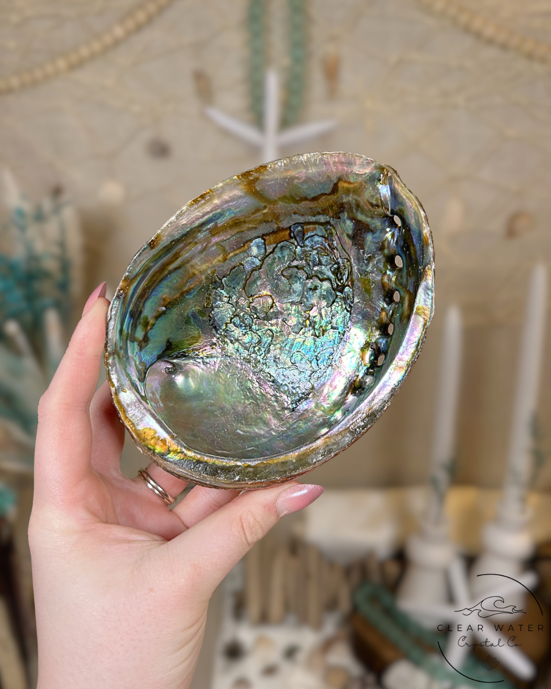 Large Abalone Shells – Mexico