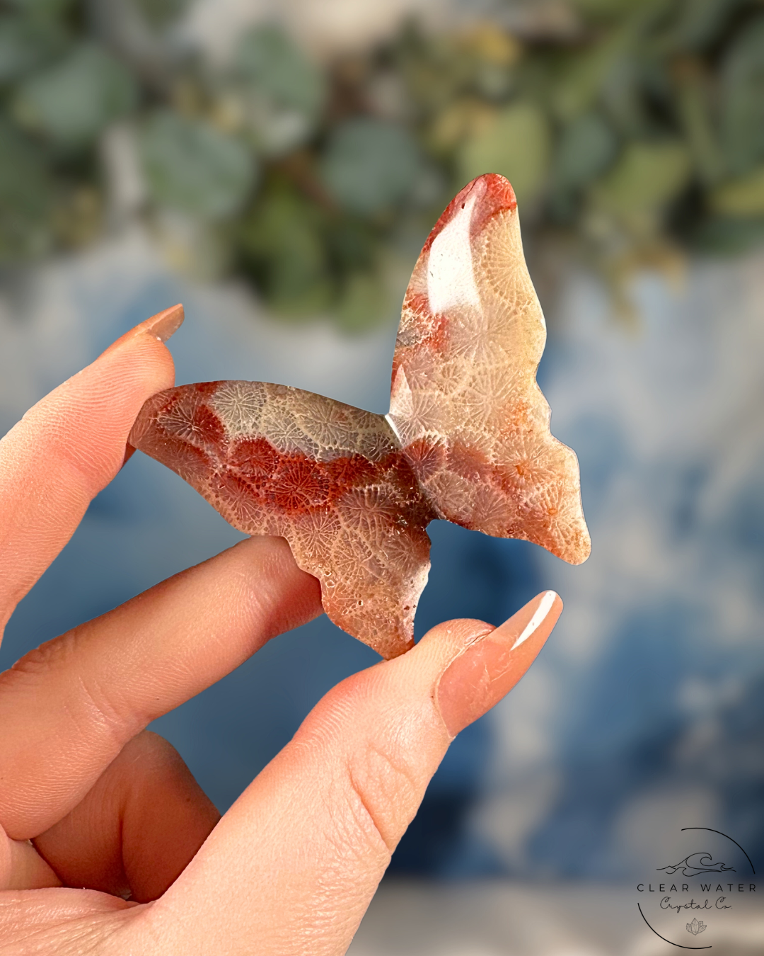 Indonesian Pink Coral Butterfly – The Dawn Dancer