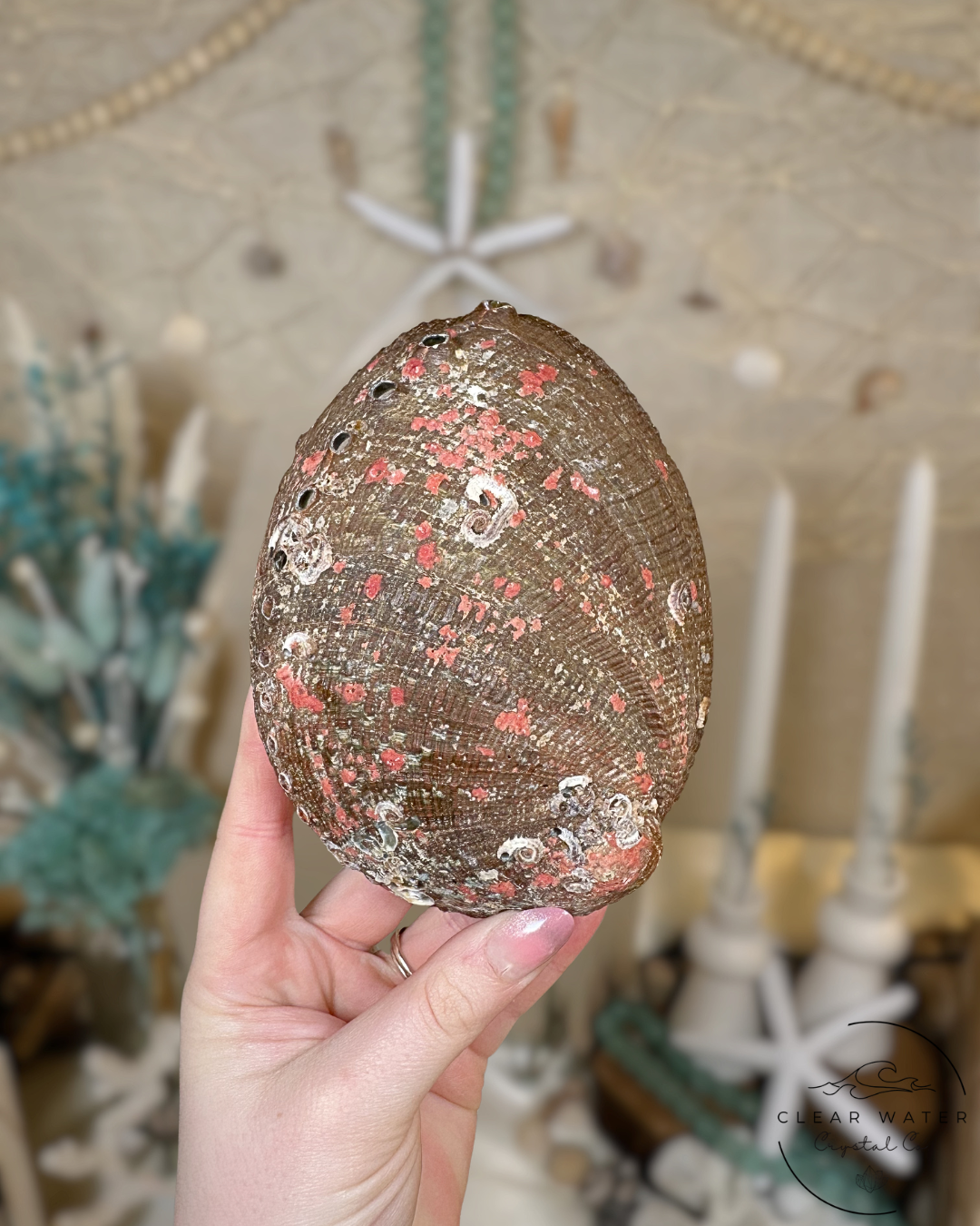 Large Abalone Shells – Mexico