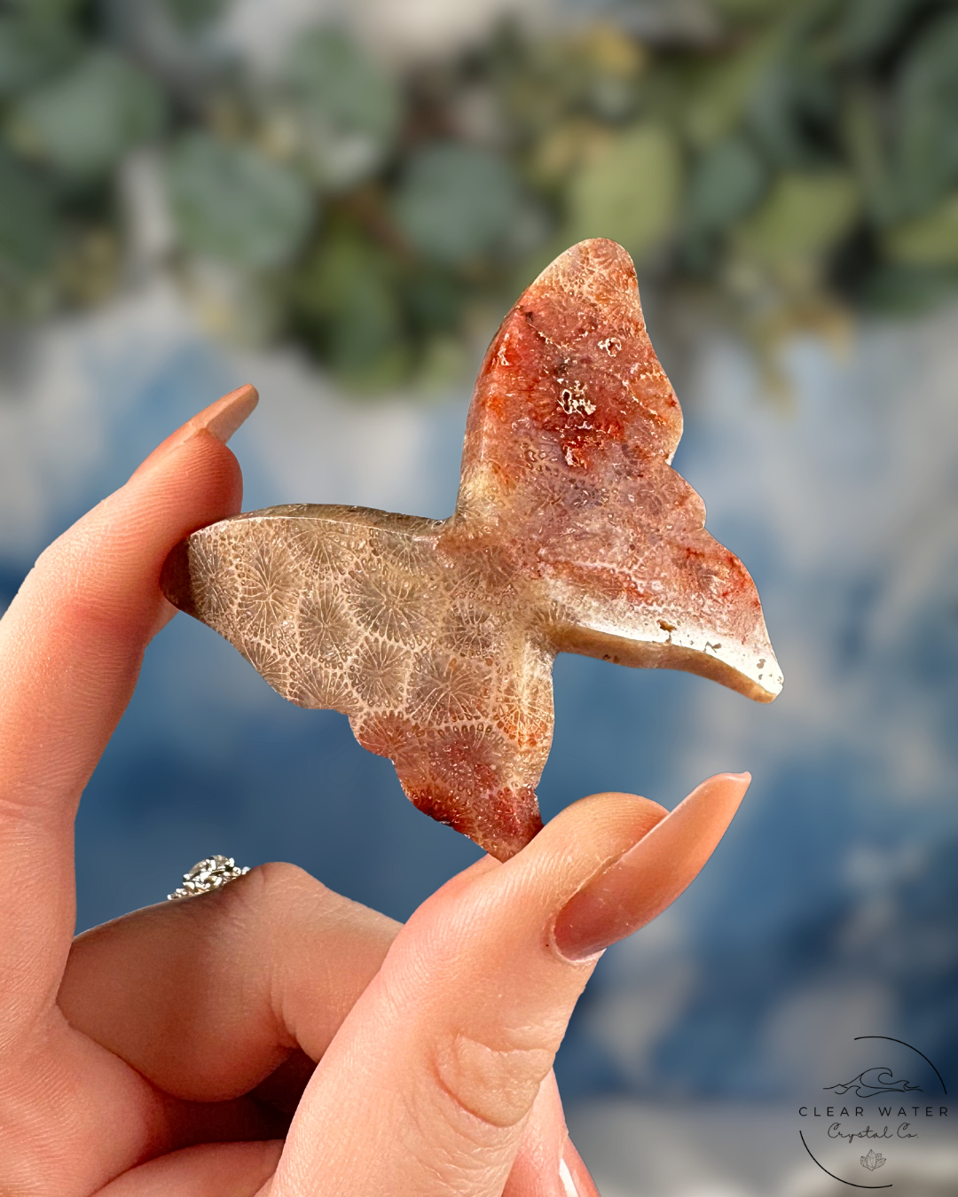 Indonesian Pink Coral Butterfly – The Dawn Dancer