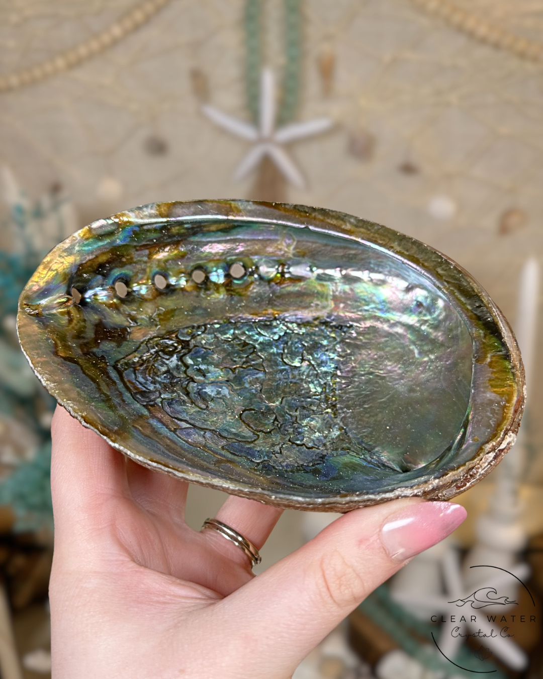 Large Abalone Shells – Mexico
