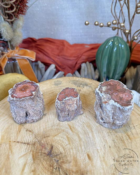 Peach Petrified Wood Stump- Madagascar