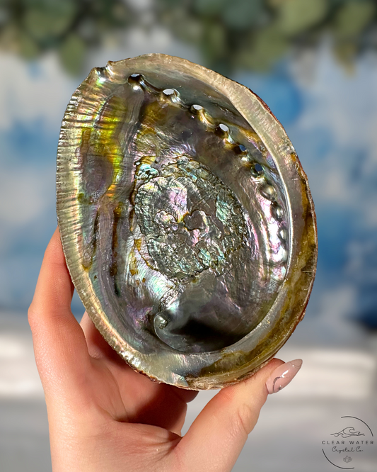 Abalone Shells: Ocean's Opulence