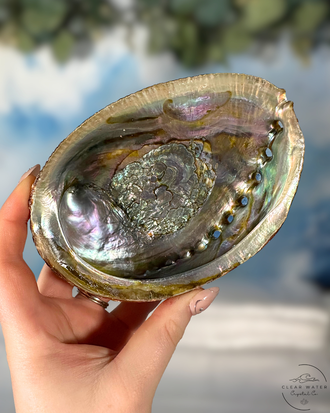 Abalone Shells: Ocean's Opulence