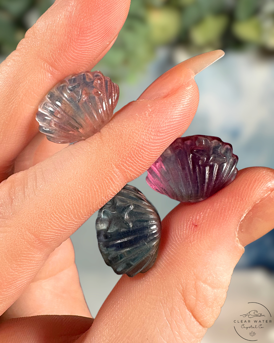 Fluorite Shell: Seashore Serenity