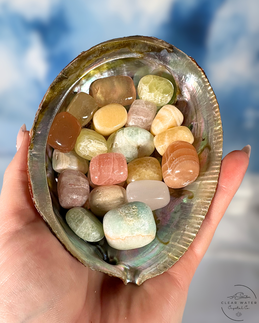 Abalone Shells: Ocean's Opulence