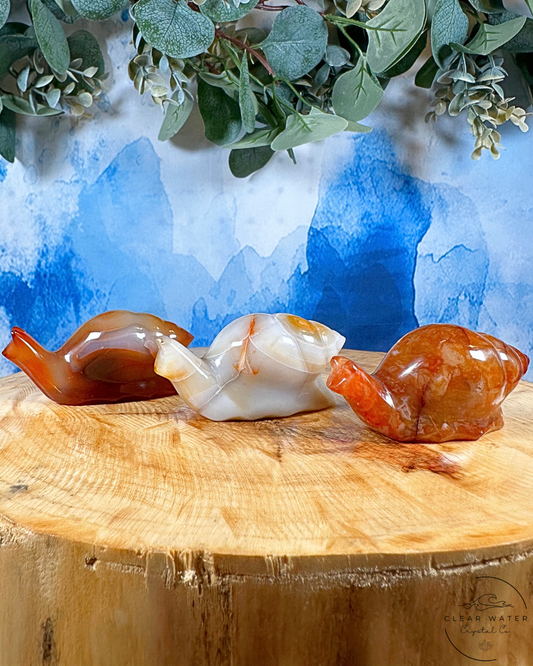 Indonesian Carnelian Snail – The Ember Whirl